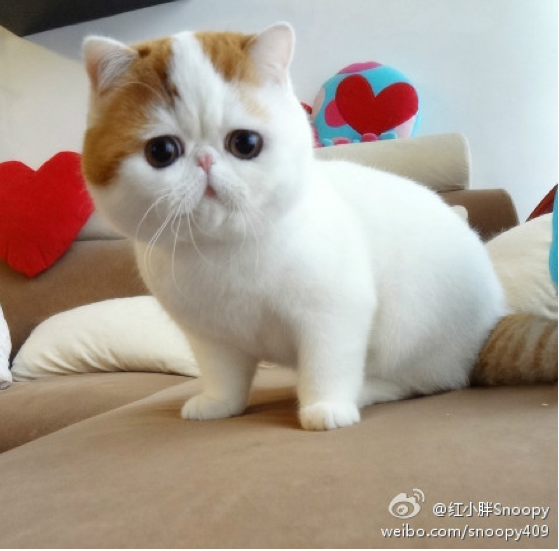cat stuffed animals that look real